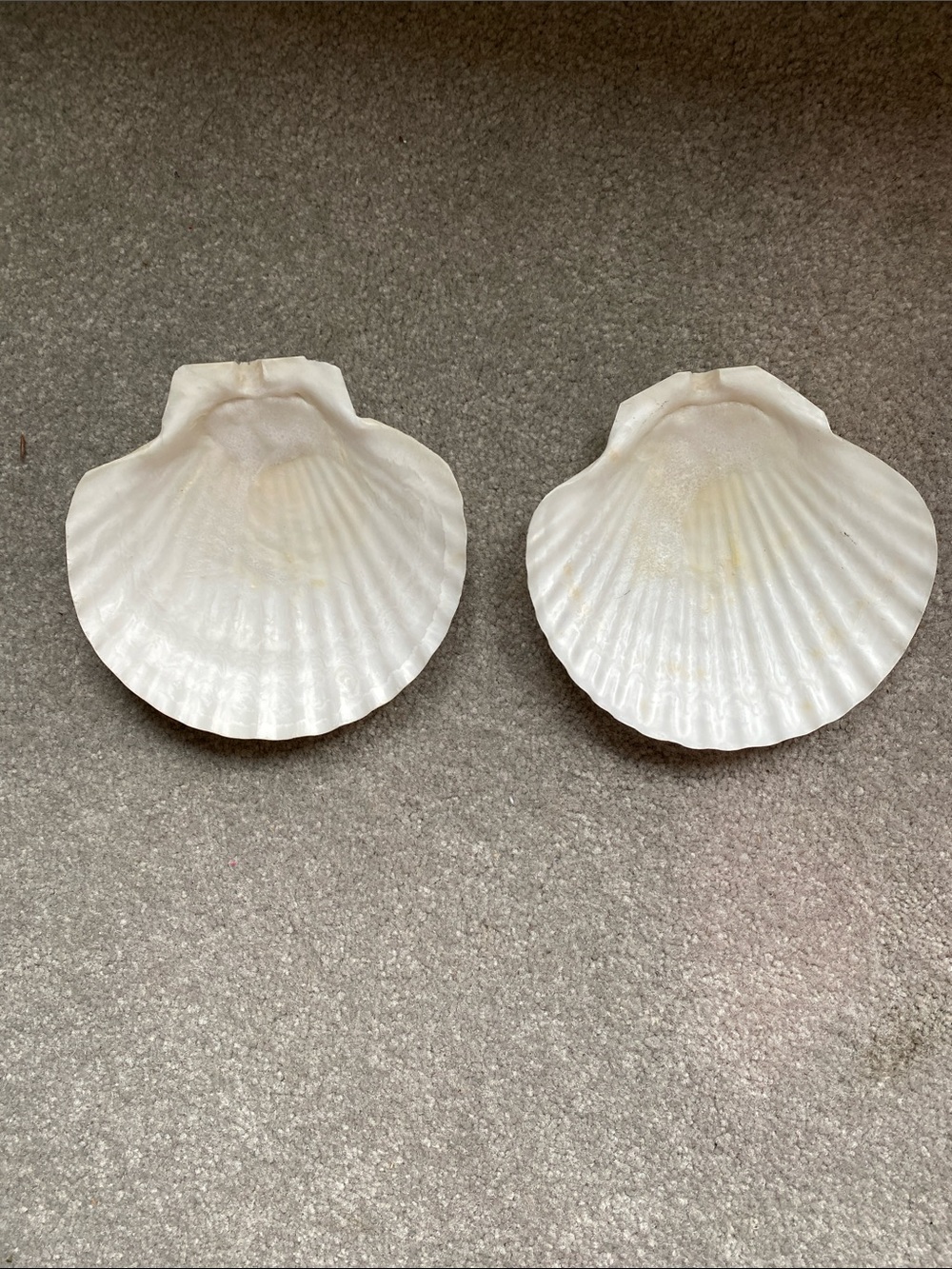 Pair of White Shell Accent Dishes for Coastal Home Decor